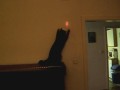 Benny und Bettinas Katze und der Laserpointer... [WebM]